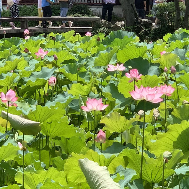 【中国・蘇州】夏は蓮の花が一面に咲き乱れる庭園・拙政園（世界文化遺産）