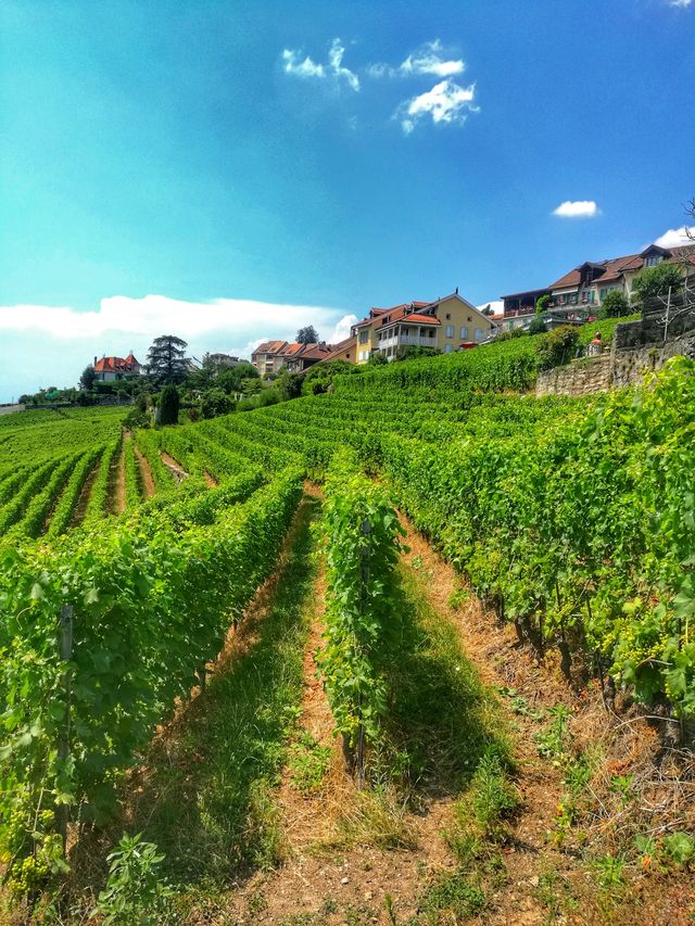 Vineyard