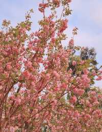 Hong Kong Flower Appreciation | Tsuen Wan Park's Double Cherry Blossoms in Full Bloom