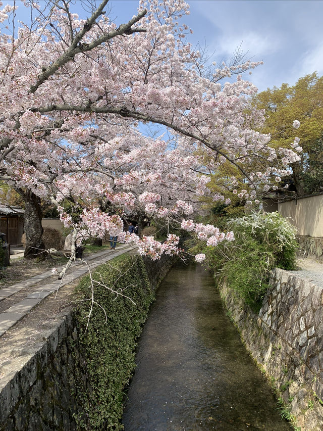 Cherry Blossom Season Japan Tour (Sanyo-San'in and Kansai Regions)