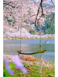 This year, my memories 📸 (photo album) of cherry blossoms 🌸 at Lake Biwa.