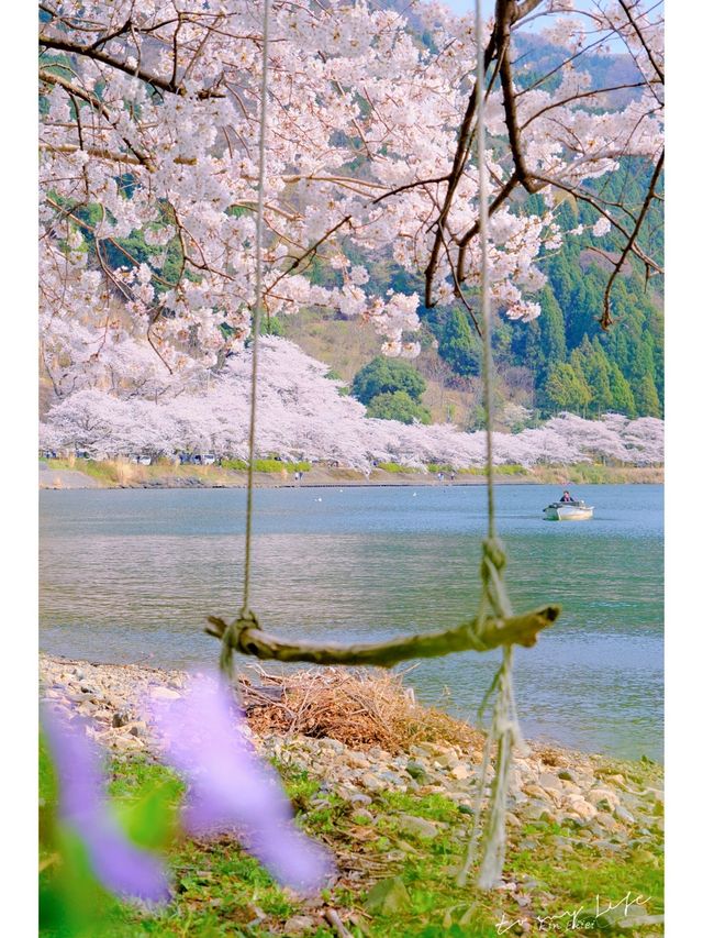 This year, my memories 📸 (photo album) of cherry blossoms 🌸 at Lake Biwa.