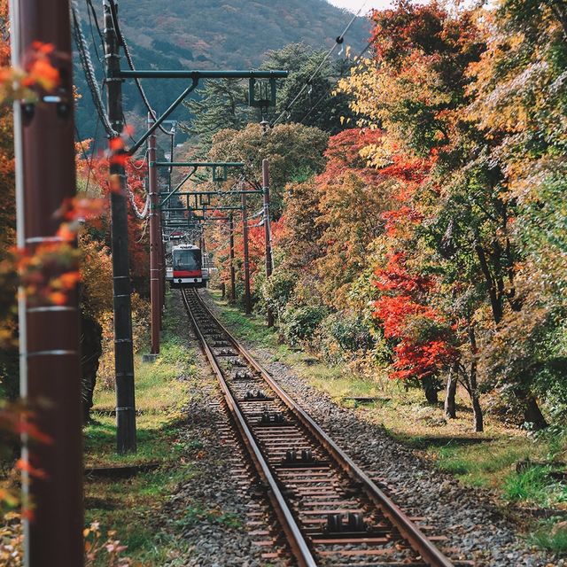 🇯🇵秋遊箱根