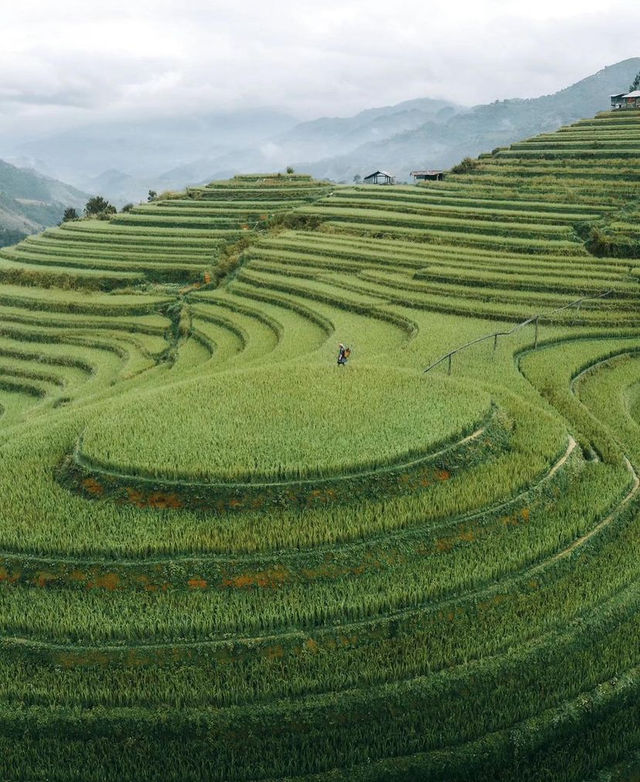 Lost in the mesmerizing terraced fields of Mù Cang Chai, where nature paints a breathtaking masterpiece!🌾🏞️