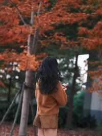 魔都小眾楓葉拍照地|人少 大片紅葉