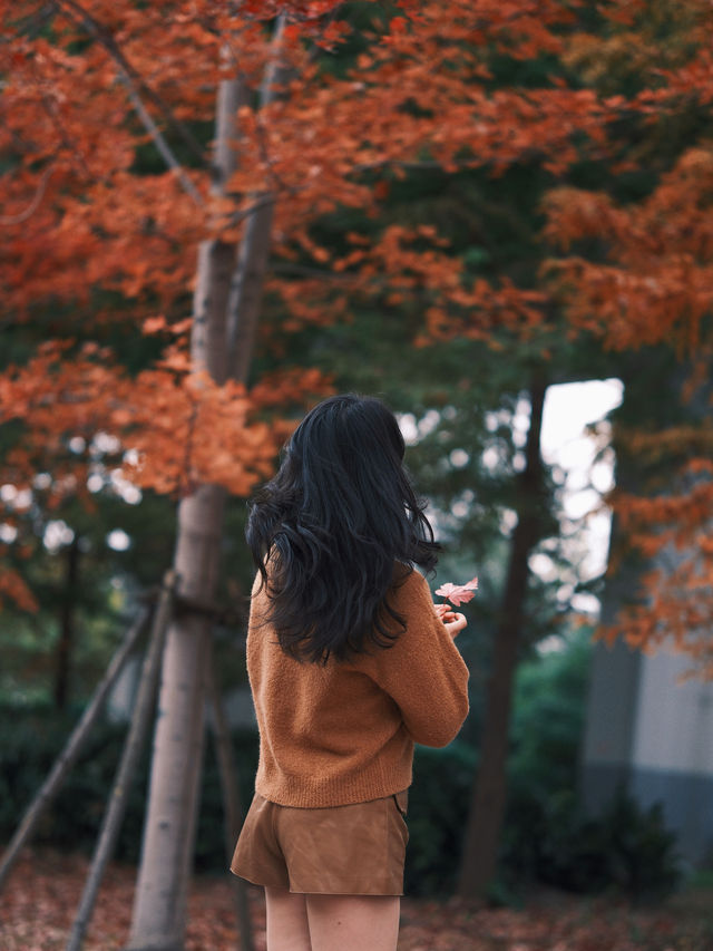 魔都小眾楓葉拍照地|人少 大片紅葉