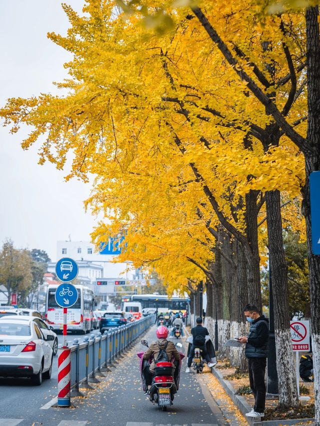 蘇州賞秋指南 | 去這個點位就夠啦