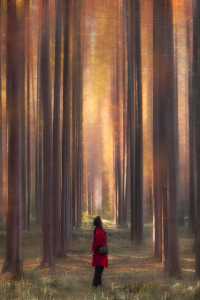 黃海森林公園的紅水杉，秋天的贈禮！