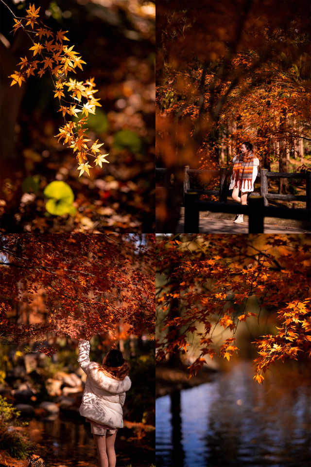 上海這12處金黃與焦糖色的秋冬美如畫