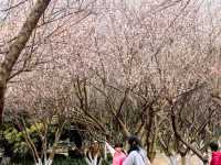 那一抹宮粉～你不知道香雪公園的美