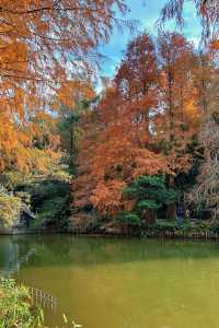 深圳拍照 新年去仙湖植物園看一次落羽杉吧