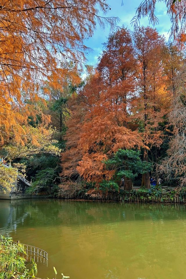 深圳拍照 新年去仙湖植物園看一次落羽杉吧 深圳拍照 新年去仙湖植物園看一次落羽杉吧