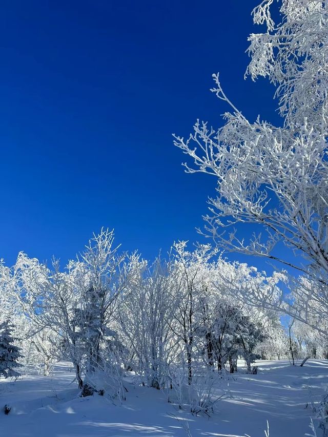 雪谷民宿 ｜狠狠鎖住他們家！在東北絕對找不出第二家！！