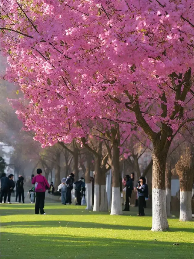 A heartwarming confession! Winter cherry blossom makeup