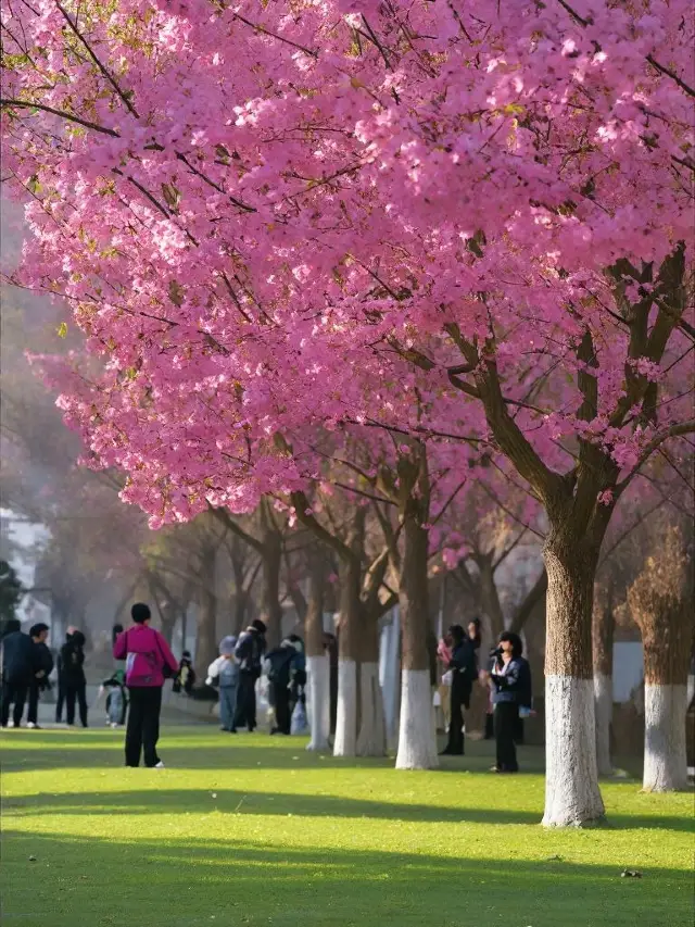 暖かい告白！冬の桜の恋の化粧品