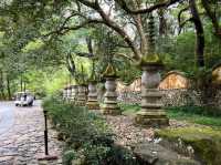 在稻子黃柿子紅的時節去國清寺啦