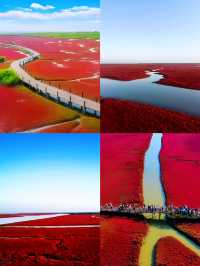 遼寧盤錦 | 紅海灘，最北海岸線的調色板