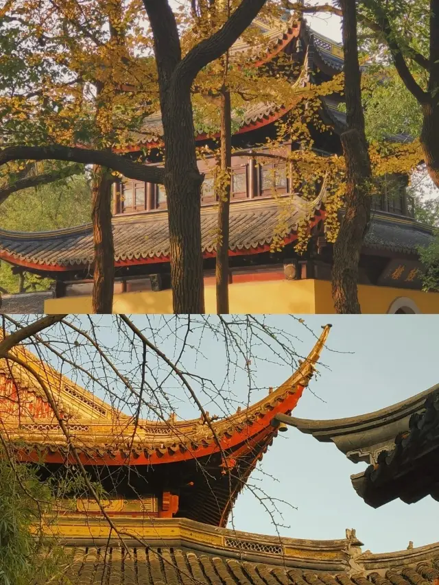 Xiyuan Temple in Suzhou is eagerly looking forward to the ginkgo season