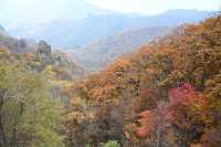 丹東賞秋，一定要去天橋溝，層林盡染，美不勝收