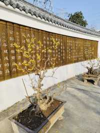 蠟梅展/真如公園