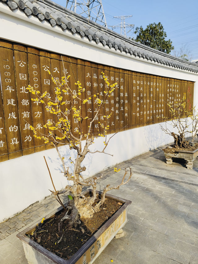 蠟梅展/真如公園