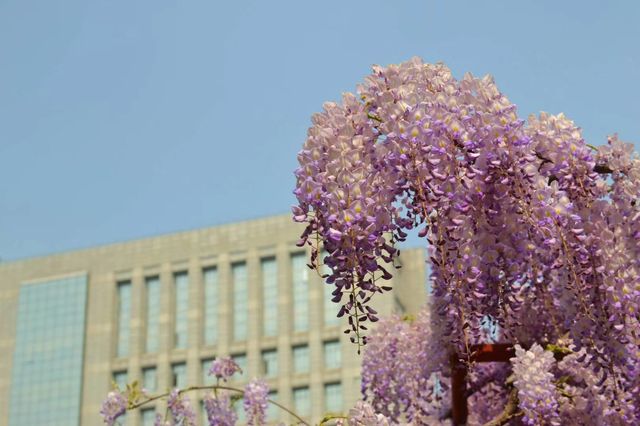 環全國系列144 上海 紫藤園