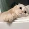 RainPenBookDoges