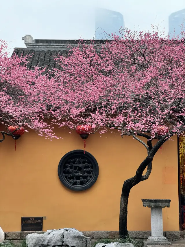 A century-old red plum welcomes the New Year, observing the flowers and comprehending the Tao in the city of Gucheng