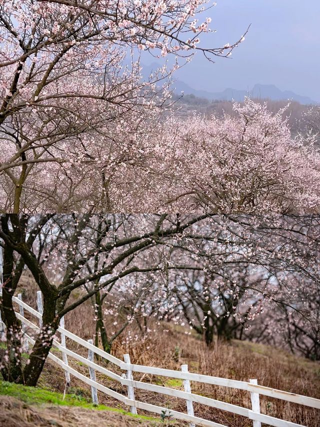 鶴鳴山｜藏在成都周邊的梅林花海