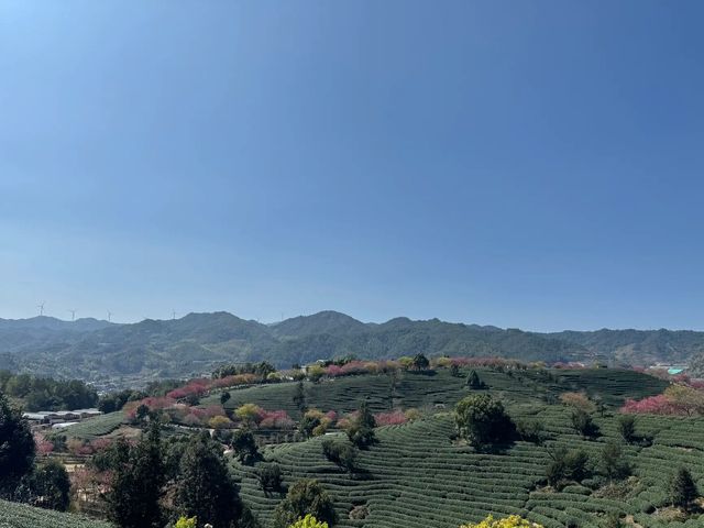 在福建在福建漫山遍野的櫻花永福櫻花園