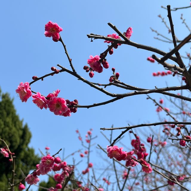 南京｜玄武湖 賞花絕佳地點