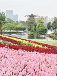 佛山春日賞花好去處，大片花海已開滿山坡