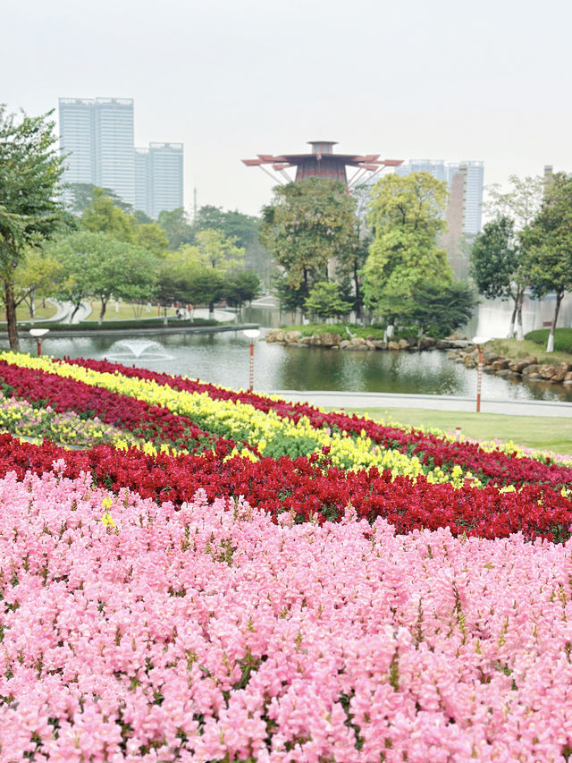 佛山春日賞花好去處，大片花海已開滿山坡