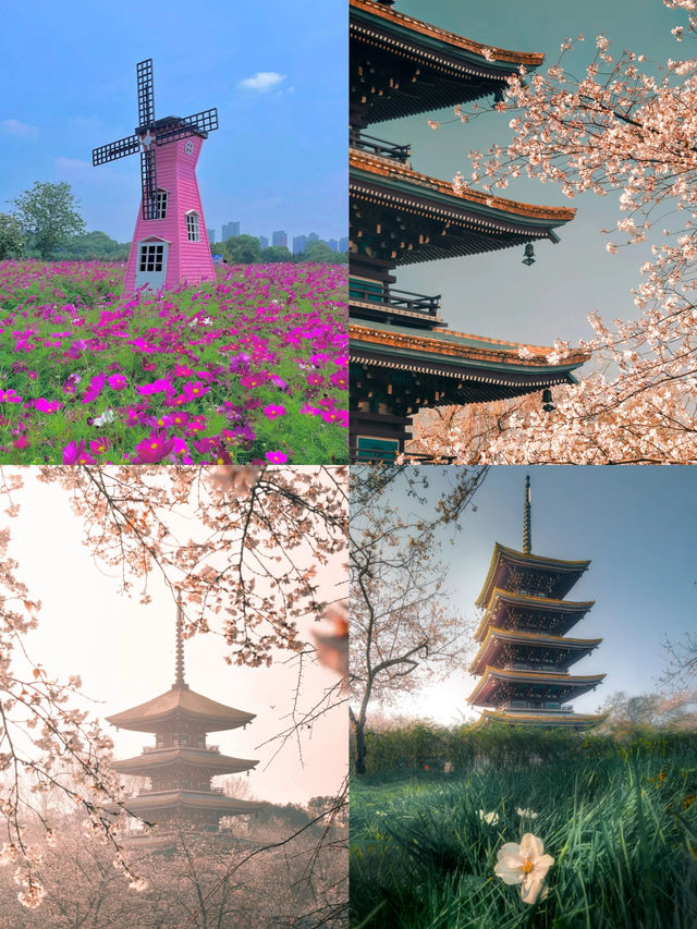 武漢賞櫻花天花板攻略