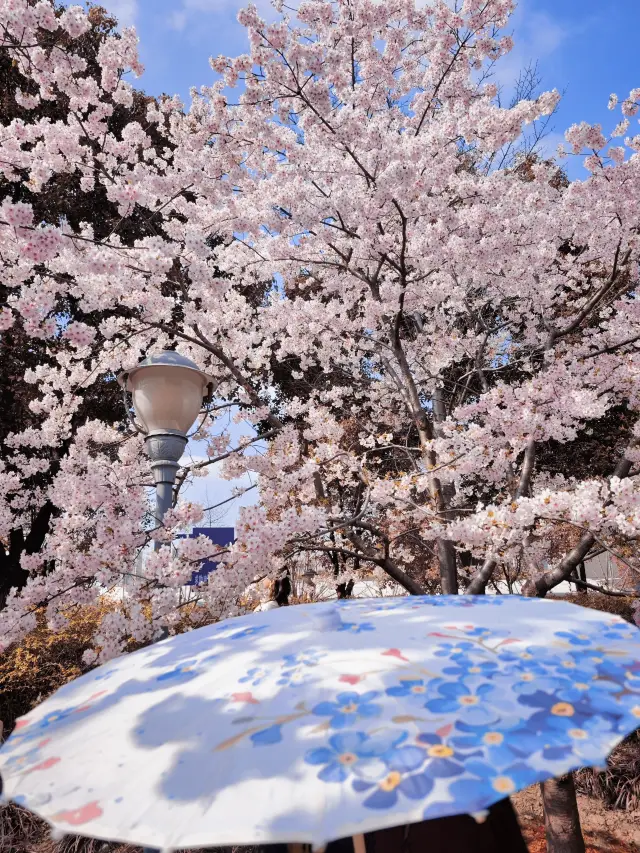 You shouldn't miss the cherry blossoms at Gucun Park