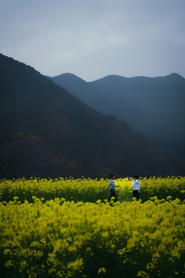 天青色等煙雨，我拍到了寧波的小眾賞花秘境