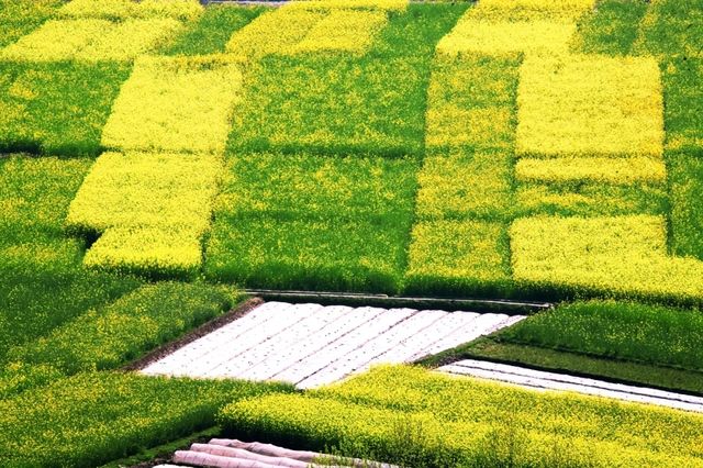 莫負春光好韶華，越西豈止油菜花開