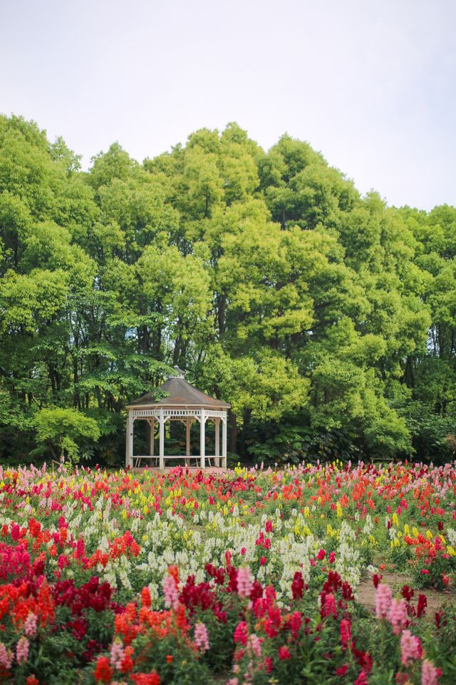 上海周末|世紀公園初夏花海打卡攻略！