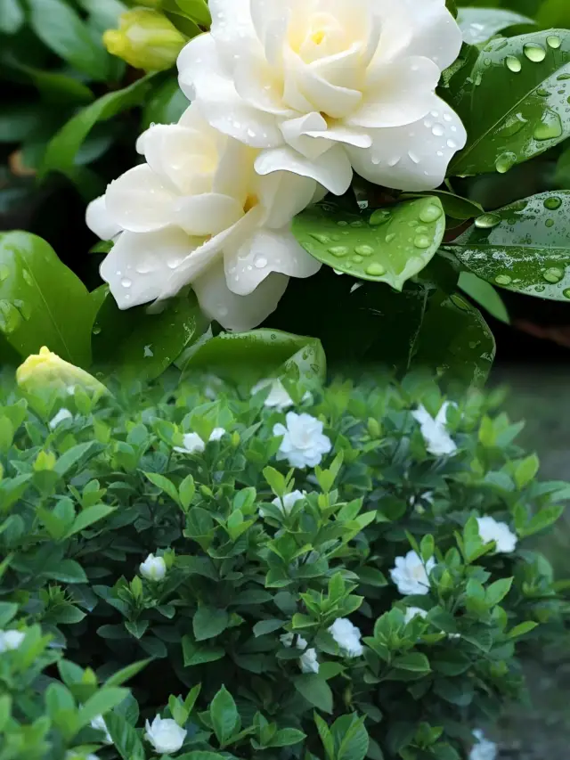 古寺での花見は絶美なブーゲンビリアの花の滝、高山のツツジが春の日に驚きをもたらします