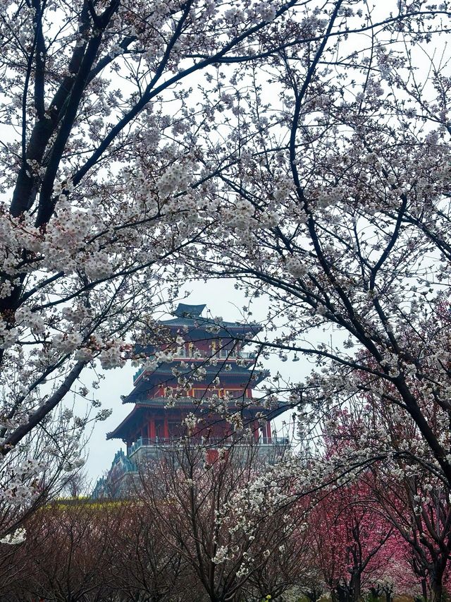 鄭州古柏渡，千畝花海盛宴