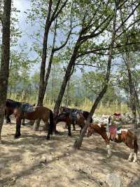 親子打卡｜大理蒼海雲上草原 拍照遛娃寶地