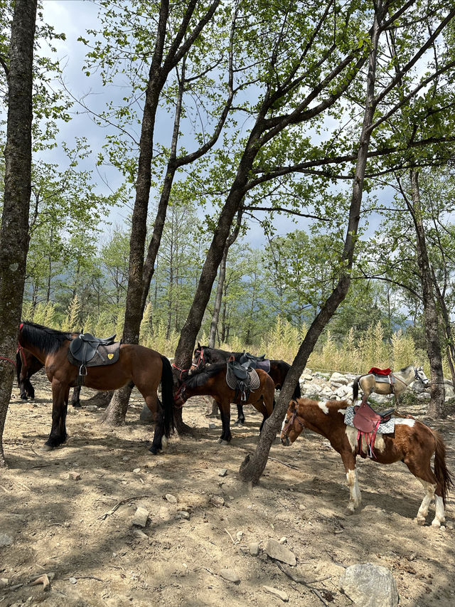 親子打卡｜大理蒼海雲上草原 拍照遛娃寶地