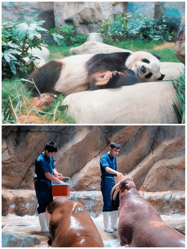 香港海洋公園，給你的夏天加點瘋狂與浪漫！