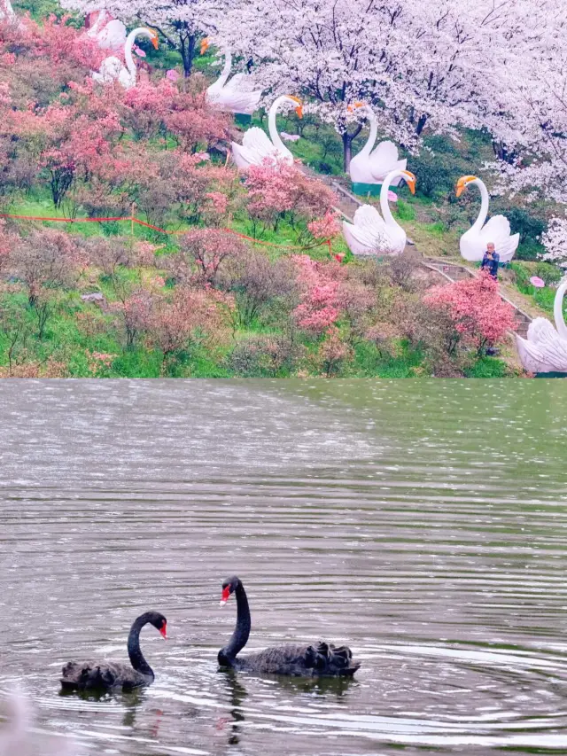 There's no need to envy the cherry blossoms in Wuhan; the cherry blossom avenue in Changsha is even more worth visiting