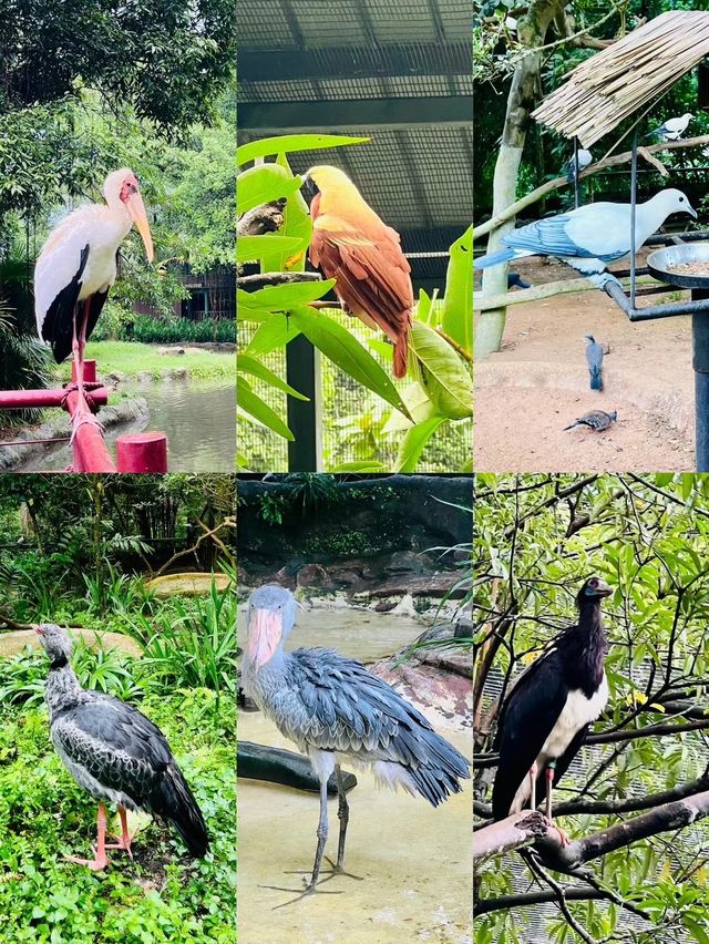 新加坡飛禽公園丨看赤道上的火烈鳥