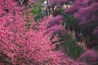 3月遊｜這裡不是景區，卻美過景區！藏匿於山谷，與青山相輝映