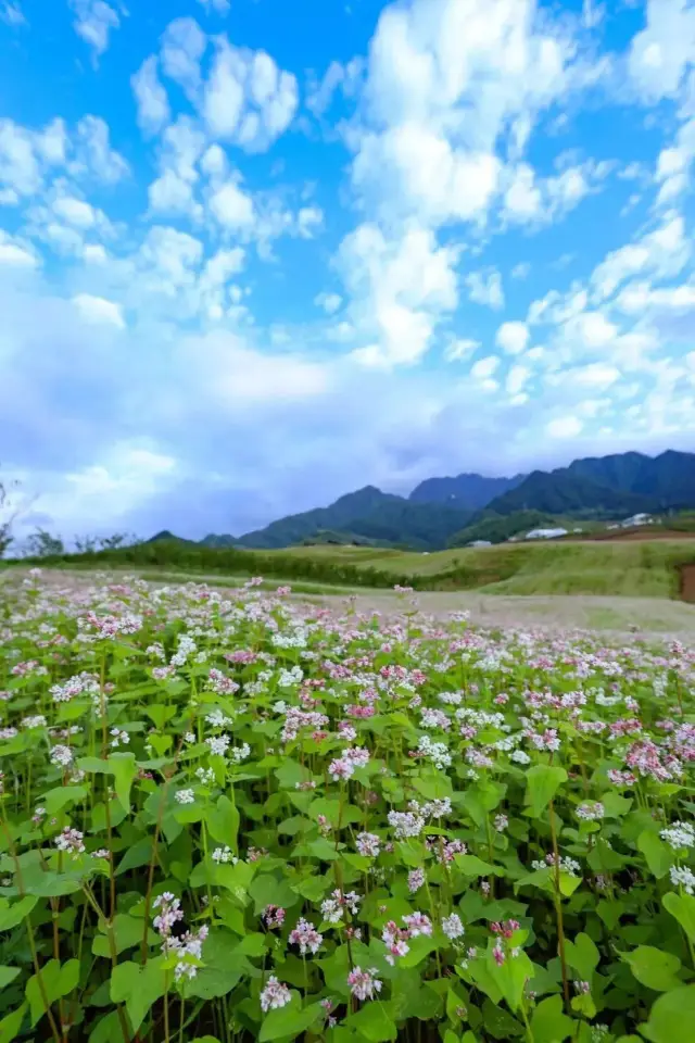 西安賞花攻略