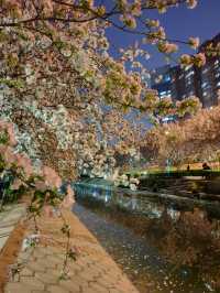 夜遊望京海棠花溪