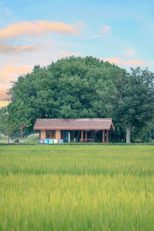 Spare the West Lake, please❗️Lianguzhu is the pinnacle of Hangzhou's autumn excursions🚶🏼‍♂️.