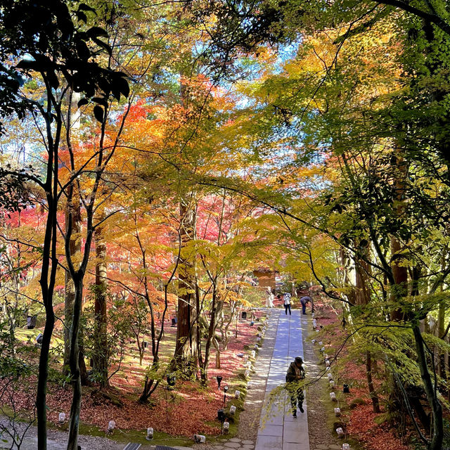 Immersed in red maple leaves 